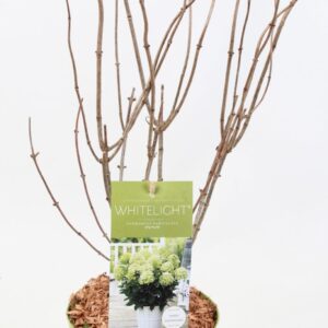 Hydrangea paniculata Hydrangea Paniculata (Gardenlight) 'Whitelight' 17 cm
(1 Plants/Order)(17cmP 45cmH)