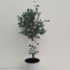 Eucalyptus gunnii Eucalyptus gunnii
(6 Plants/Order)(17cmP 70cmH)