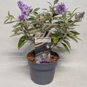 Buddleja Buddleja Buddleja 'Butterfly Candy' lilac Sweetheart' 17 cm
(1 Plants/Order)(17cmP 40cmH)