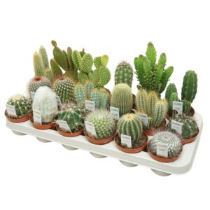 Cactus Cactus mix 8,5 cm met Picture etiket
(18 Plants/Order)(8.5cmP 12cmH)