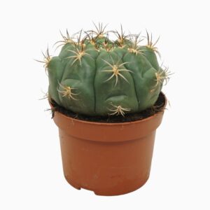 Cactus Gymnocalycium saglionis Gymnocalycium saglione 13 cm
(6 Plants/Order)(13cmP 15cmH)
