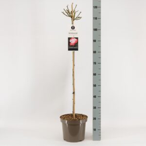 Rosa Rosa (TH) Nostalgie ®, stam 90, C7.5
(1 Plants/Order)(26cmP 120cmH)