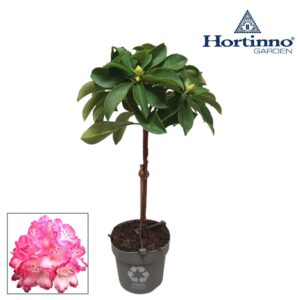 Rhododendron Xxl Hortinno® Garden XXL The Original green stam 25 cm
(1 Plants/Order)(19cmP 60cmH)
