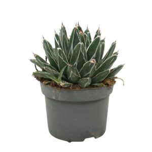 Agave victoriae-reginae Agave victoria 13 cm
(6 Plants/Order)(13cmP 22cmH)