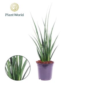 Sansevieria Friends Sansevieria kirkii 'Friends'
(1 Plants/Order)(19cmP 65cmH)