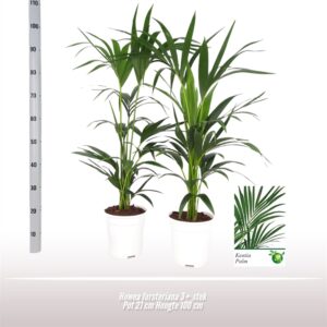 Howea forsteriana Howea forsteriana
(1 Plants/Order)(21cmP 100cmH)