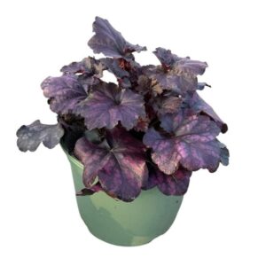 Heuchera Heuchera Forever Purple
(1 Plants/Order)(17cmP 35cmH)