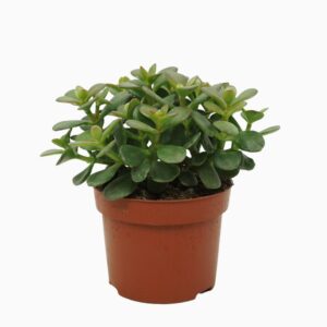 Crassula Minor Crassula minor 12 cm
(6 Plants/Order)(12cmP 20cmH)