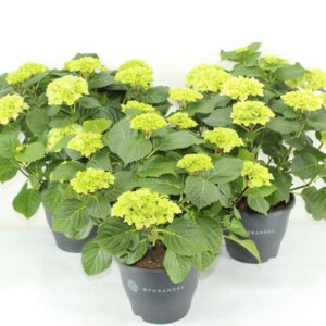 Hydrangea Hydrangea mixed 23 cm (min. 3 kleuren)
(3 Plants/Order)(23cmP 45cmH)