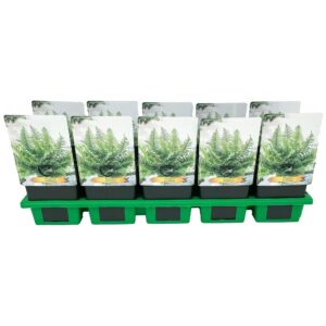 Dryopteris wallichiana Dryopteris wallichiana P11
(10 Plants/Order)(11cmP 25cmH)
