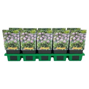 Scabiosa Pink Diamonds Scabiosa japonica 'Pink Diamonds' P11
(10 Plants/Order)(11cmP 25cmH)