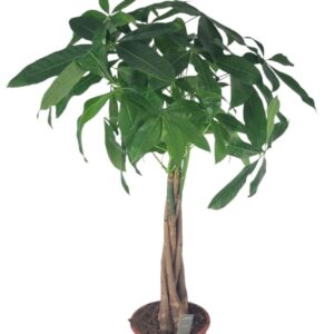 Pachira aquatica Pachira Aquatica 21 cm
(1 Plants/Order)(21cmP 90cmH)