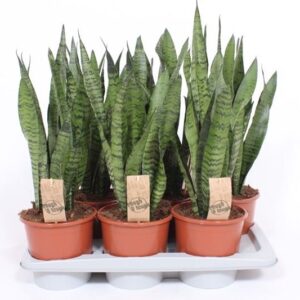 Sansevieria zeylanica Sansevieria zeylanica
(1 Plants/Order)(17cmP 65cmH)