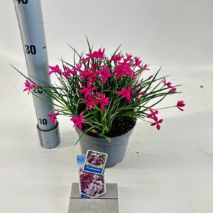 Rhodohypoxis Rhodoxis 'Red Allert'
(1 Plants/Order)(17cmP 15cmH)