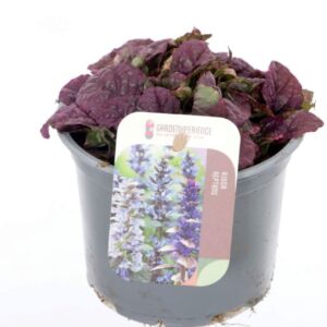 Ajuga reptans Burgundy Glow Ajuga reptans Burgundy Glow
(8 Plants/Order)(13cmP 15cmH)