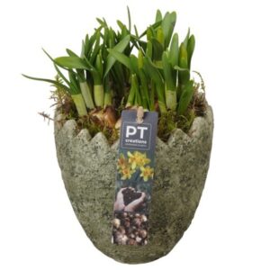 Narcissus Tete a Tete PTNP4475 Arrangement Narcissus Easter in beton ei
(6 Plants/Order)(14cmP 18cmH)