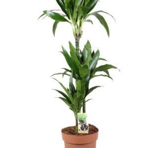 Dracaena Janet Craig Dracaena Janet Craig 75-35-15
(1 Plants/Order)(24cmP 110cmH)
