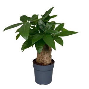 Pachira aquatica Pachira Trunk
(8 Plants/Order)(14cmP 45cmH)