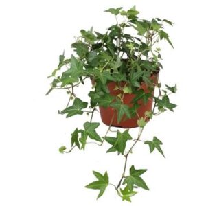 Hedera Diny Hedera helix Diny
(12 Plants/Order)(13cmP 30cmH)