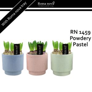 Hyacinthus Arrangement 1459 - Powdery Pastel (Hyacint)
(6 Plants/Order)(12cmP 19cmH)