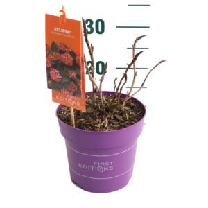 Hydrangea macrophylla Hydrangea m. 'Eclipse' Red - P19
(1 Plants/Order)(19cmP 25cmH)