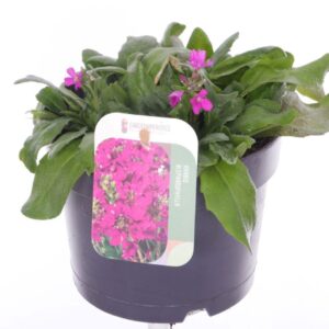 Arabis blepharophylla Arabis blepharophylla
(1 Plants/Order)(17cmP 20cmH)