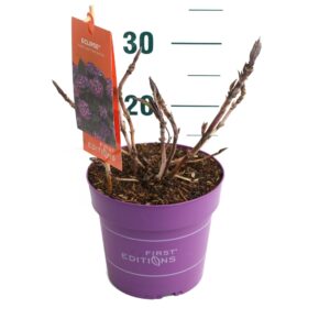 Hydrangea macrophylla Hydrangea m. 'Eclipse' Purple - P19
(1 Plants/Order)(19cmP 25cmH)