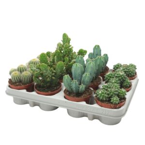 Cactus Cactus mix 8,5 cm in 212 packing
(12 Plants/Order)(8.5cmP 12cmH)
