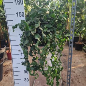 Epiphyllum guatemale Epiphyllum guatemalense subsp. monstrose hangplant
(1 Plants/Order)(27cmP 50cmH)