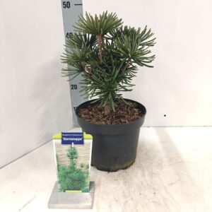 Sciadopitys verticillata Sciadopitys verticillata 'Sternsnuppe'
(1 Plants/Order)(23cmP 40cmH)