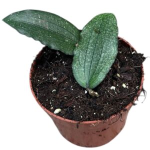 Hoya Hoya Erythrina
(9 Plants/Order)(10.5cmP 15cmH)