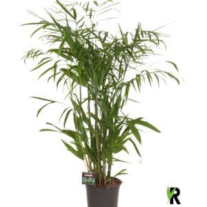 Chamaedorea seifrizii Chamaedorea Seifrizii
(1 Plants/Order)(21cmP 120cmH)