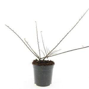 Cotoneaster horizontalis Cotoneaster horizontalis
(8 Plants/Order)(14cmP 10cmH)