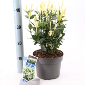 Euonymus japonicus Himalaya Euonymus jap. Himalaya ('Lankveld06'PBR)
(1 Plants/Order)(19cmP 30cmH)