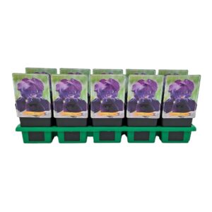 Iris germanica Iris germanica 'Bishop's Robe' P11
(10 Plants/Order)(11cmP 25cmH)