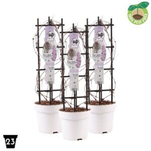 Clematis Montana Clematis montana 'Fincent' P23 op Rack
(1 Plants/Order)(23cmP 90cmH)