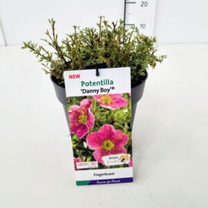 Potentilla fruticosa Potentilla frut. 'Danny Boy' 20-25C2
(1 Plants/Order)(17cmP 40cmH)