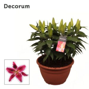 Lilium Starlight Express Lilium OR Pink 9pp
(2 Plants/Order)(25cmP 55cmH)