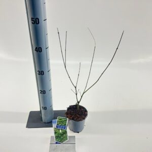 Acer palmatum Emerald Lace Acer pal. 'Emerald Lace'
(12 Plants/Order)(10.5cmP 25cmH)