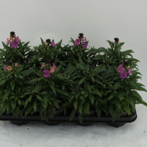 Erysimum Leya Purple Glow Erysimum 'purple glow
(8 Plants/Order)(13cmP 30cmH)