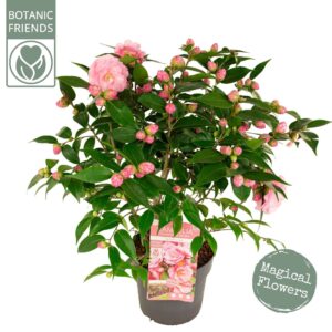 Camellia japonica Camellia jap. 'Spring Festival' Premium
(1 Plants/Order)(19cmP 80cmH)