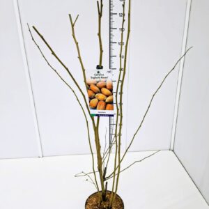 Corylus Corylus maxima 'Englische Riesennuss' 80-100C5
(1 Plants/Order)(23cmP 100cmH)