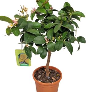 Citrus 'Meyer' Citrus Lemon Meyer Stem
(2 Plants/Order)(17cmP 60cmH)