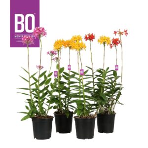 Epidendrum Epidendrum P15 BO mix
(8 Plants/Order)(15cmP 50cmH)
