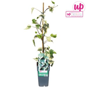 Hedera colchica Dentata Variegata Hedera colchica Dentata Variegata P15
(10 Plants/Order)(15cmP 65cmH)