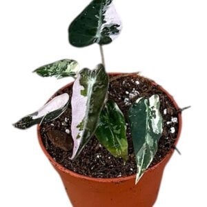 Alocasia Alocasia Bambino Variegata
(20 Plants/Order)(6cmP 10cmH)