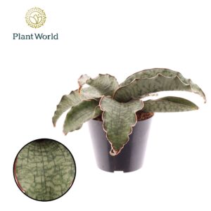Sansevieria Silver Blue Sansevieria Kirkii Silver Blue 10,5cm
(11 Plants/Order)(10.5cmP 15cmH)