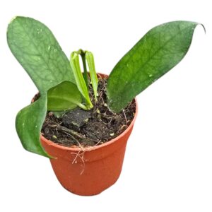 Hoya Hoya Pandurata Vietnam
(5 Plants/Order)(7cmP 5cmH)