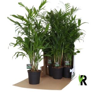 Chamaedorea seifrizii Chamaedorea Seifrizii in packing 352
(4 Plants/Order)(21cmP 120cmH)