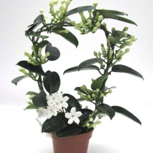 Stephanotis floribunda Fleur Parfum 13 + Fragrant
(12 Plants/Order)(12cmP 45cmH)